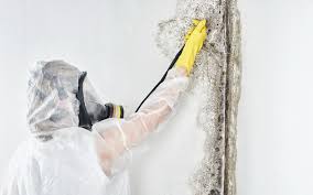 Best Asbestos and Lead Testing During Mold Inspection  in North Madison, OH